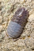 Armadillidium sp.